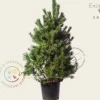 Pinus sylvestris 'Norska' - Excellent