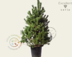 Pinus sylvestris 'Norska' - Excellent