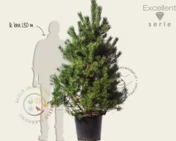 Pinus sylvestris 'Norska' - Excellent