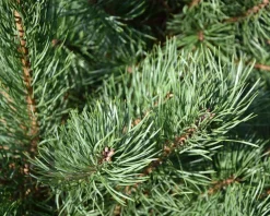 Pinus sylvestris 'Norska' - Excellent