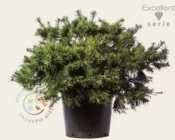 Pinus sylvestris 'Repens' 60/80 - Excellent