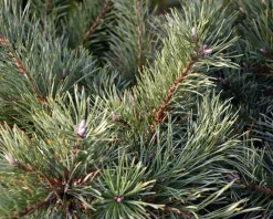 Pinus sylvestris 'Repens' 60/80 - Excellent