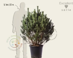 Pinus sylvestris 'Watereri' 80/100 - Excellent