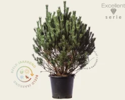 Pinus sylvestris 'Watereri' 80/100 - Excellent