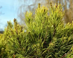 Pinus virginiana 'Water Gold' - bonsai - Excellent