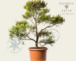 Pinus virginiana 'Water Gold' - bonsai - Excellent