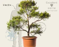 Pinus virginiana 'Water Gold' - bonsai - Excellent