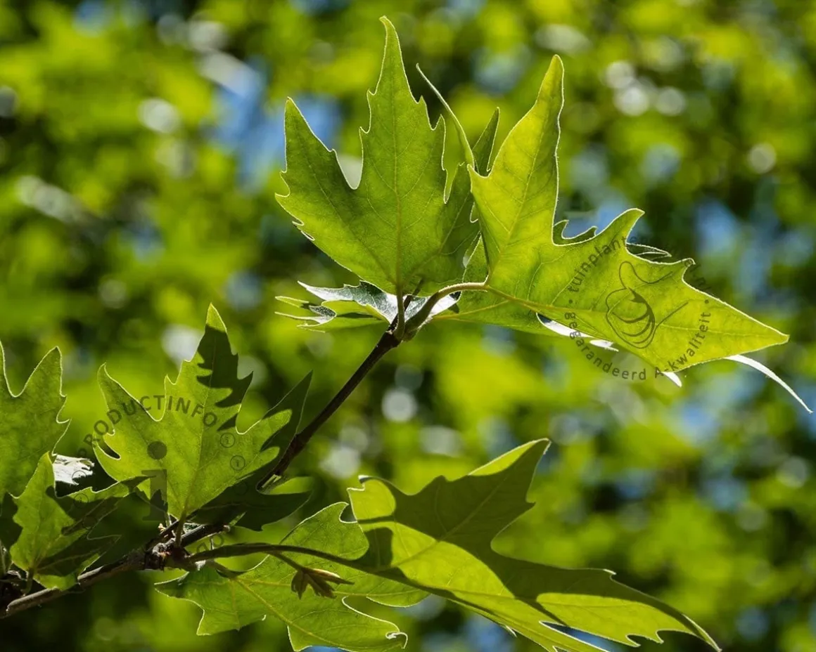 Platanus 'Alphen's Globe' - 180 cm stam