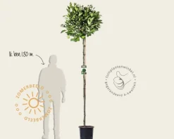 Platanus 'Alphen's Globe' - 180 cm stam