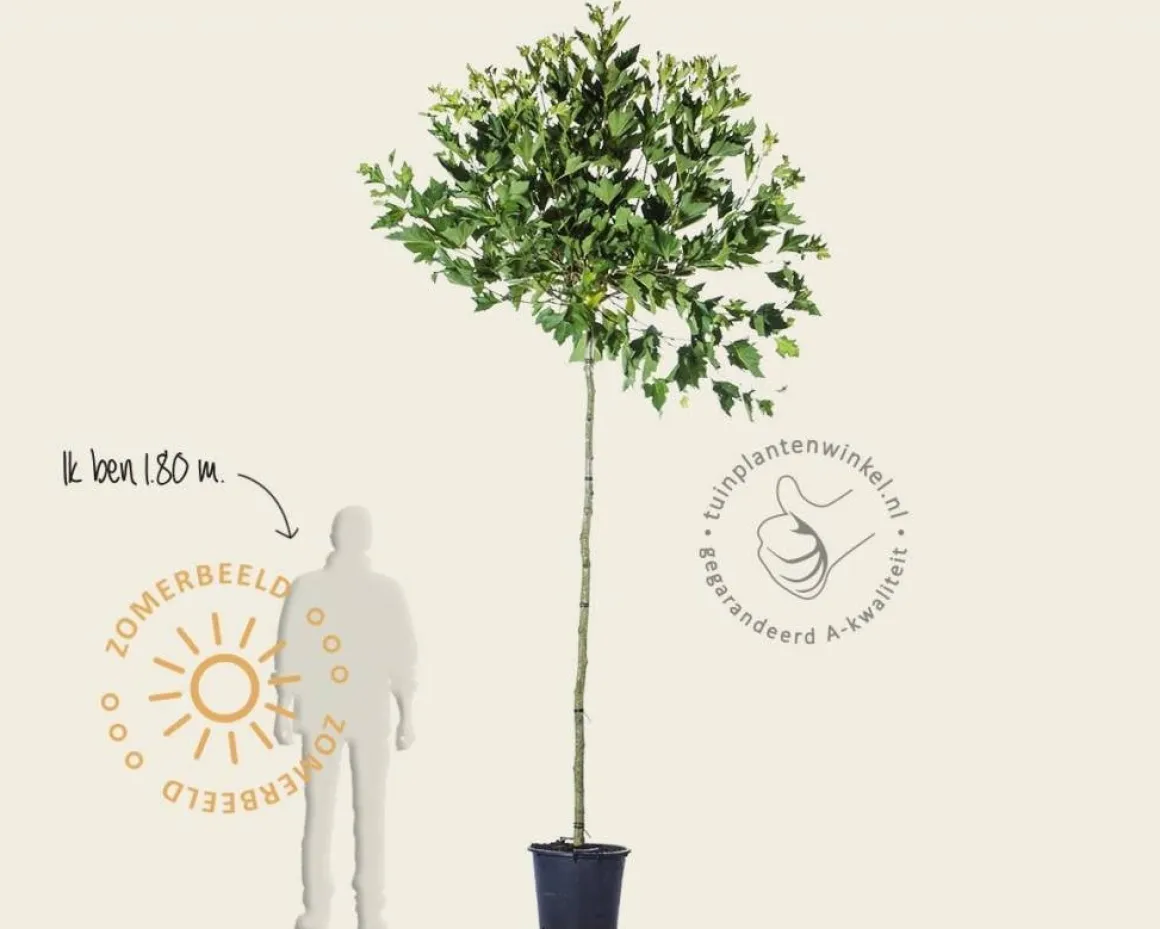 Platanus 'Alphen's Globe' - 225 cm stam