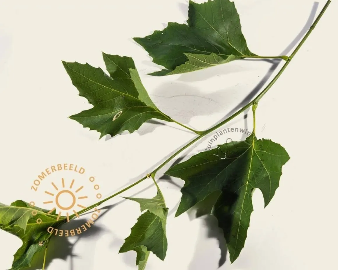 Platanus 'Alphen's Globe' - 225 cm stam