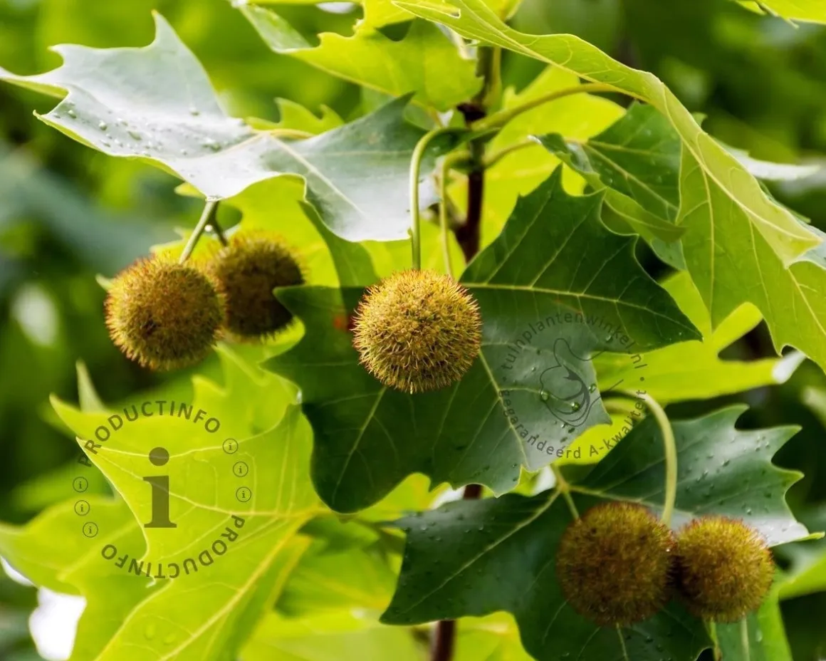 Platanus 'Alphen's Globe' - 225 cm stam