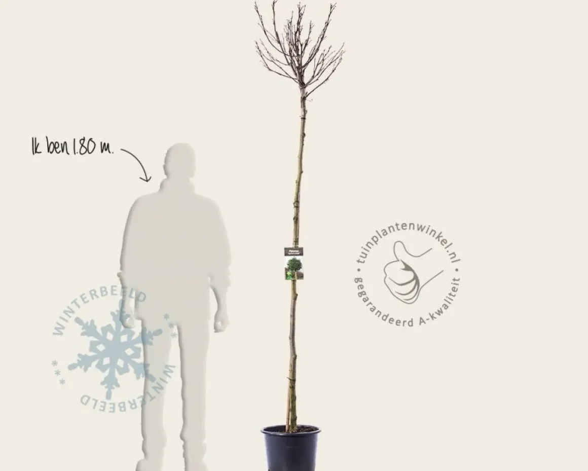 Platanus 'Alphen's Globe' - 200 cm stam