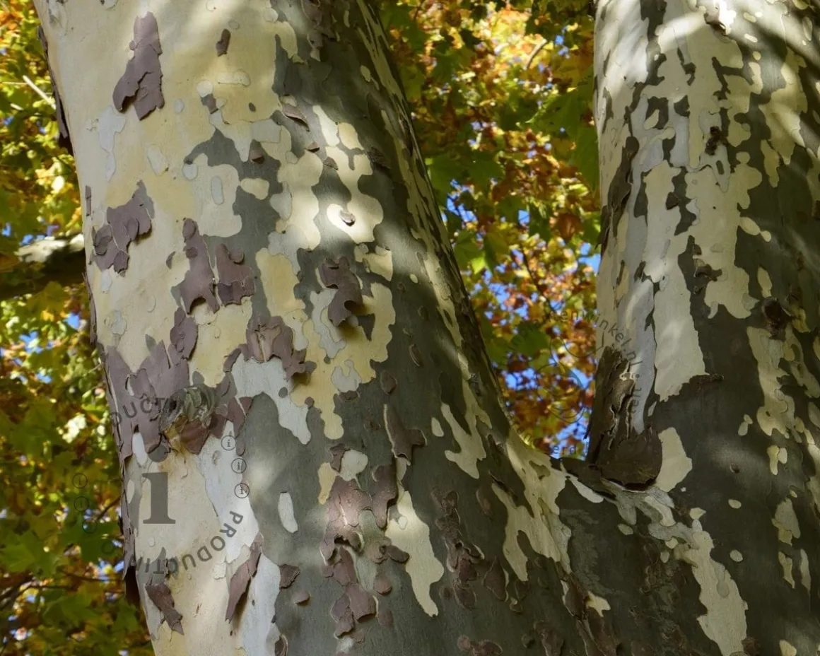 Platanus hispanica