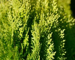 Platycladus orientalis 'Aurea Nana'