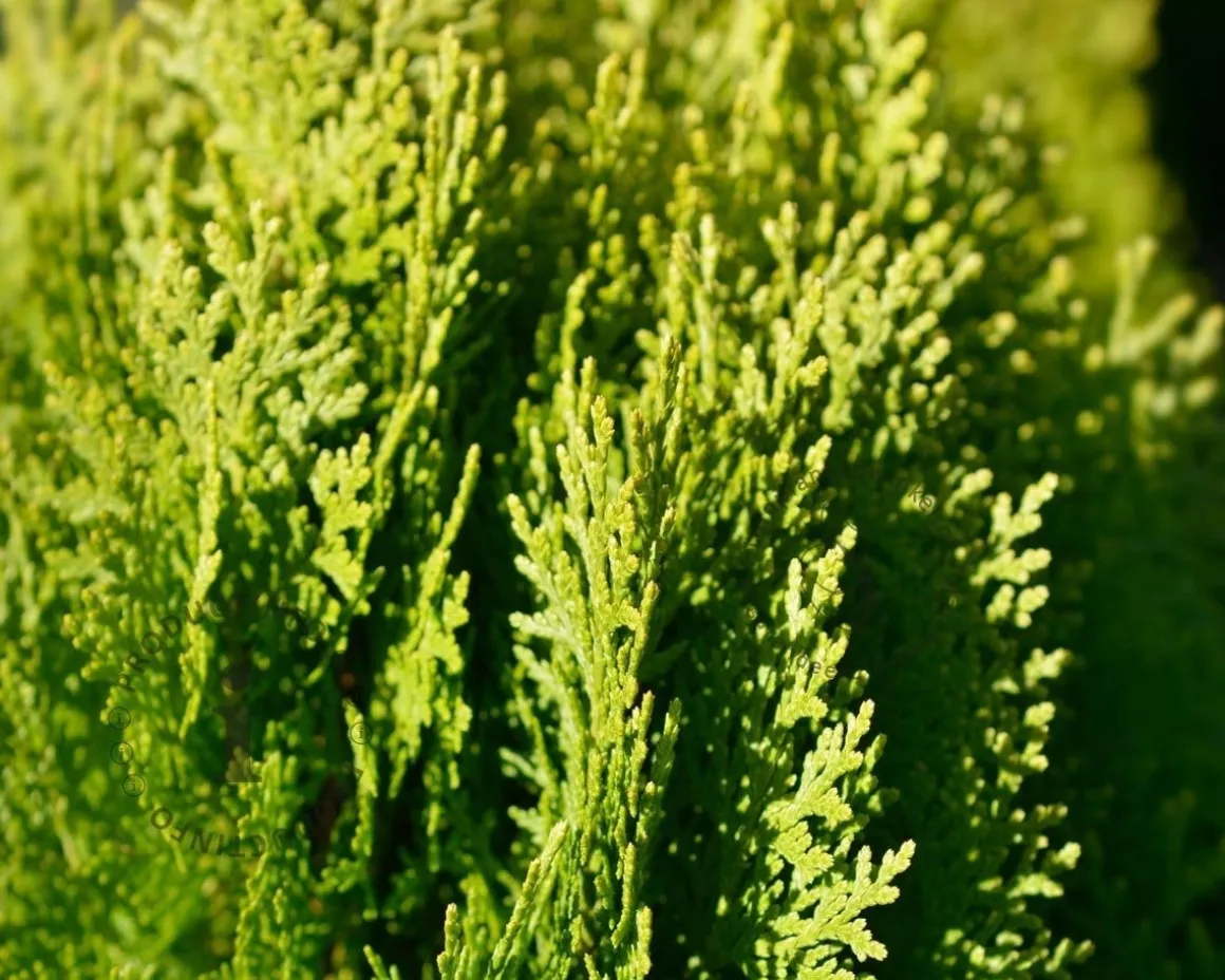 Platycladus orientalis 'Aurea Nana'