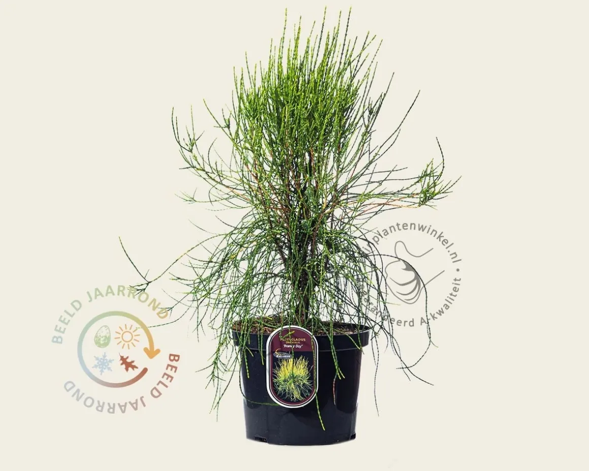 Platycladus orientalis 'Franky Boy'