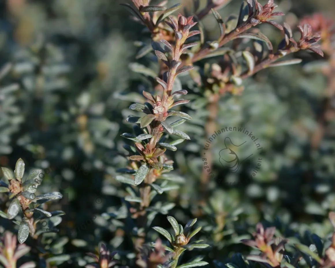 Podocarpus alpinus 'Chocolate Box
