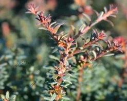 Podocarpus lawrencii 'Red Tip'