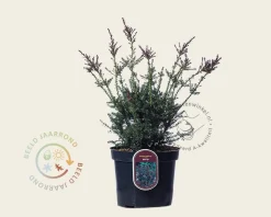 Podocarpus lawrencii 'Red Tip'