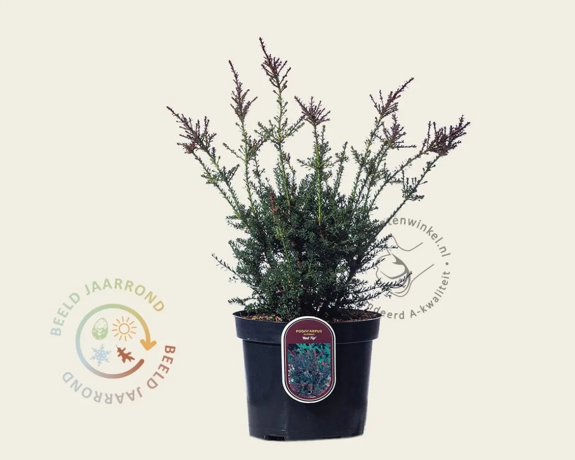 Podocarpus lawrencii 'Red Tip'