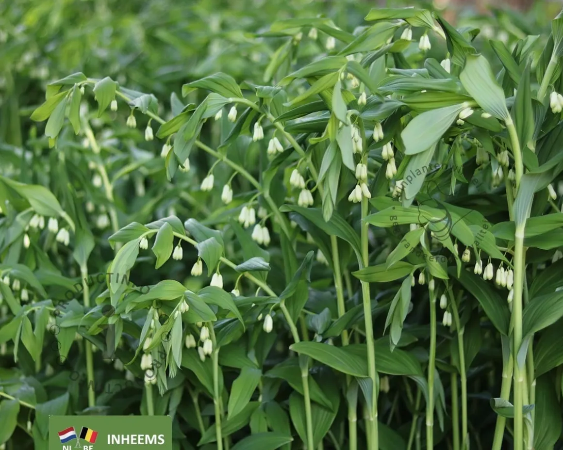 Polygonatum multiflorum