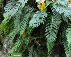 Polypodium vulgare