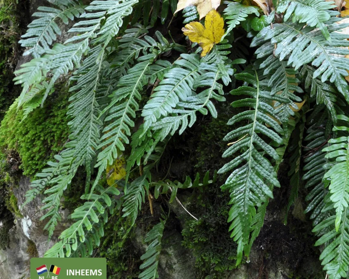 Polypodium vulgare