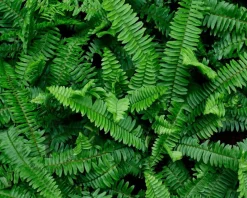 Polystichum munitum