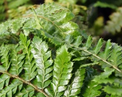 Polystichum polyblepharum