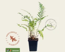 Polystichum setiferum