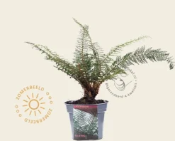 Polystichum setiferum 'Herrenhausen'