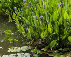 Pontederia cordata