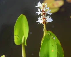 Pontederia cordata 'White Pike'