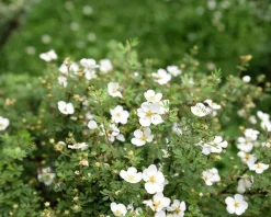 Potentilla fruticosa 'Abbotswood'