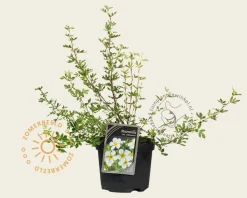 Potentilla fruticosa 'Abbotswood'