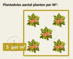 Potentilla fruticosa 'Abbotswood'