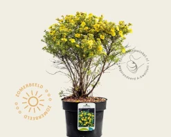 Potentilla fruticosa 'Kobold'