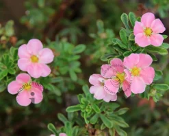 Potentilla fruticosa 'Pink Beauty'