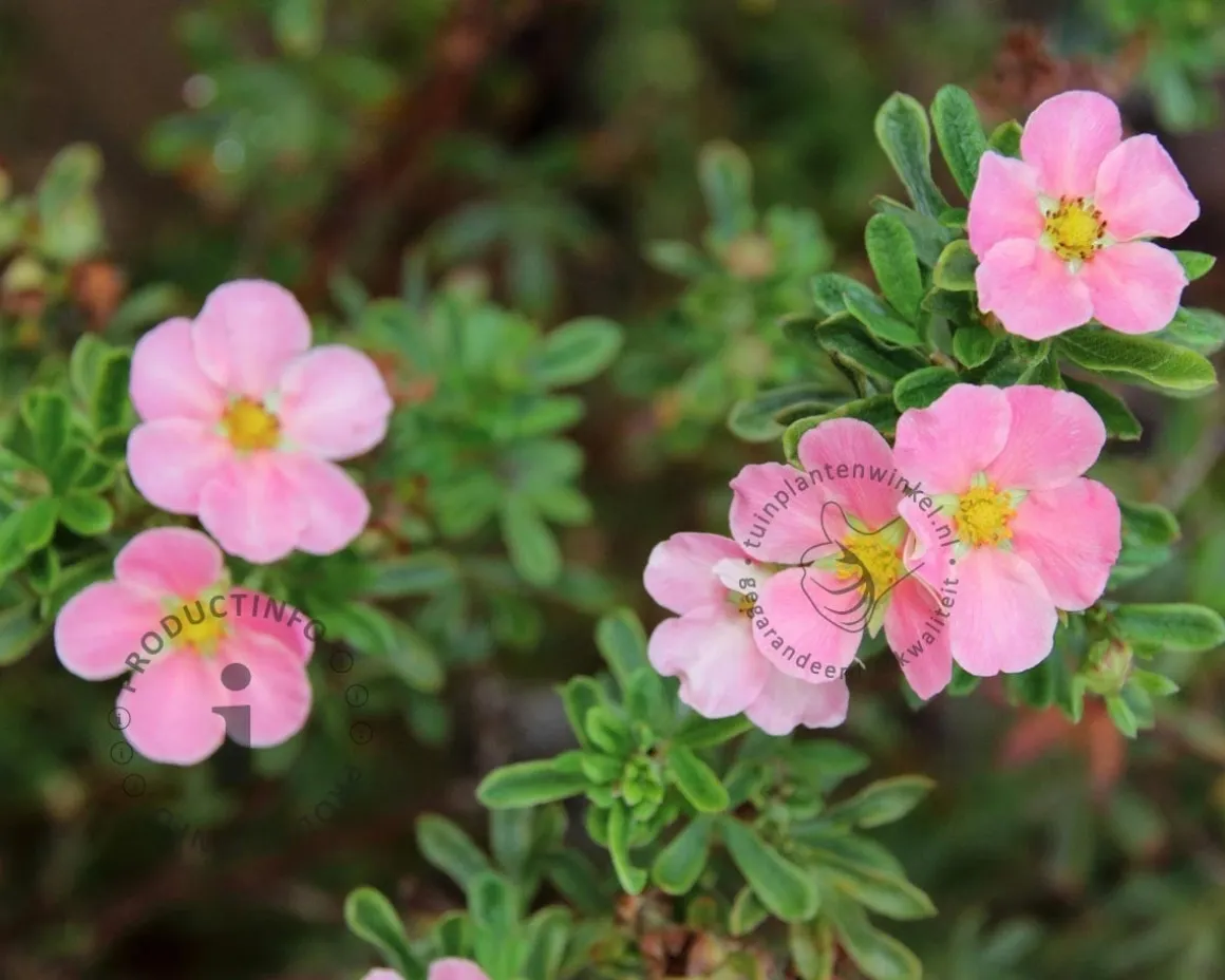 Potentilla fruticosa 'Pink Beauty'