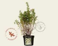 Potentilla fruticosa 'Pink Beauty'