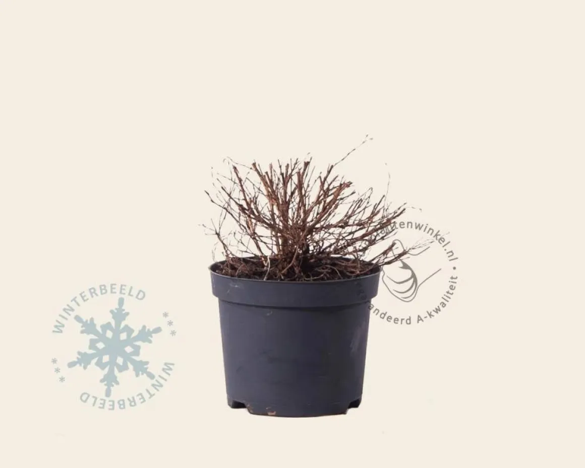 Potentilla fruticosa 'Red Ace'