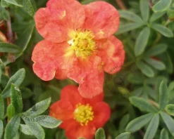 Potentilla fruticosa 'Red Ace'