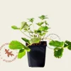 Potentilla nepalensis 'Miss Willmott'