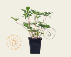 Potentilla nepalensis 'Miss Willmott'