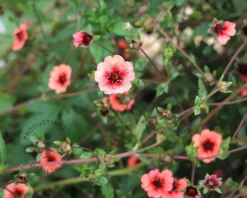 Potentilla nepalensis 'Miss Willmott'
