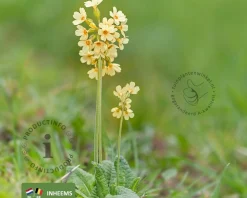 Primula elatior
