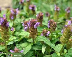 Prunella vulgaris