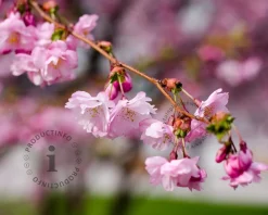 Prunus 'Accolade' - XL