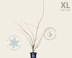 Prunus 'Accolade' - XL